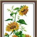 Sunflower (/)
