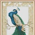 Peacock (/)