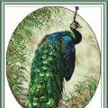 Peacock (/)