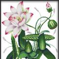 Lotus porcelain ()
